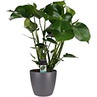 Planta de interior de Botanicly – Hoja de ventana en maceta antracita como un conjunto – Altura: 65 cm – Monstera…